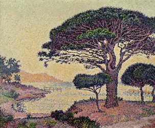 Pinos paraguas en Caroubiers, 1898